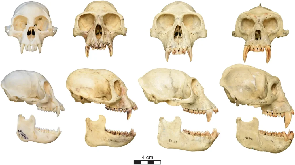 Likweli skull