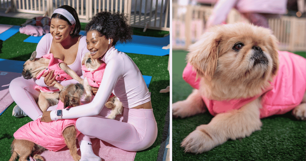 Yoga sessions with Woodrock pups