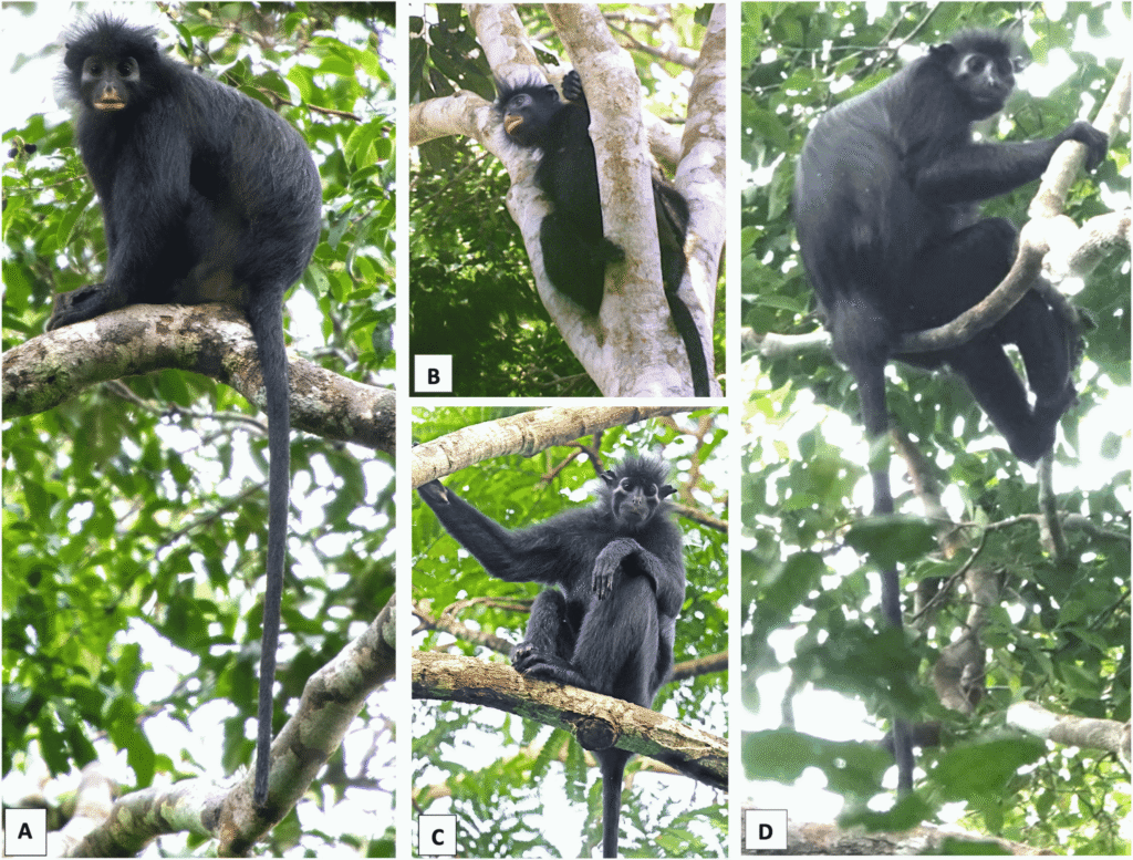 new monkey specie Likweli