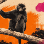 new monkey species likweli