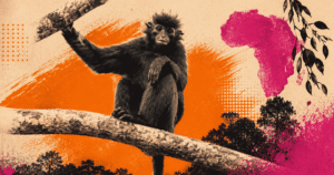 new monkey species likweli
